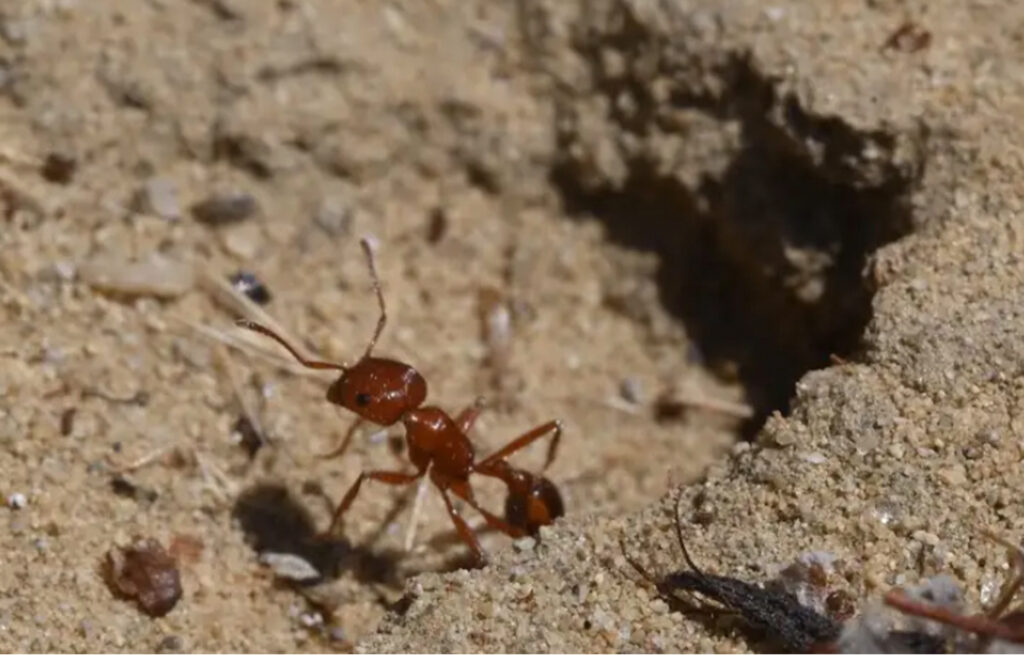 Harvester Ant seen coming out of ground