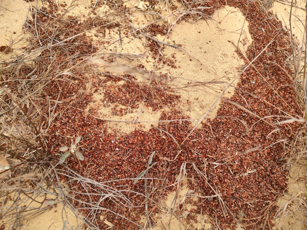 Harvester ant nest surrounded by plant matter