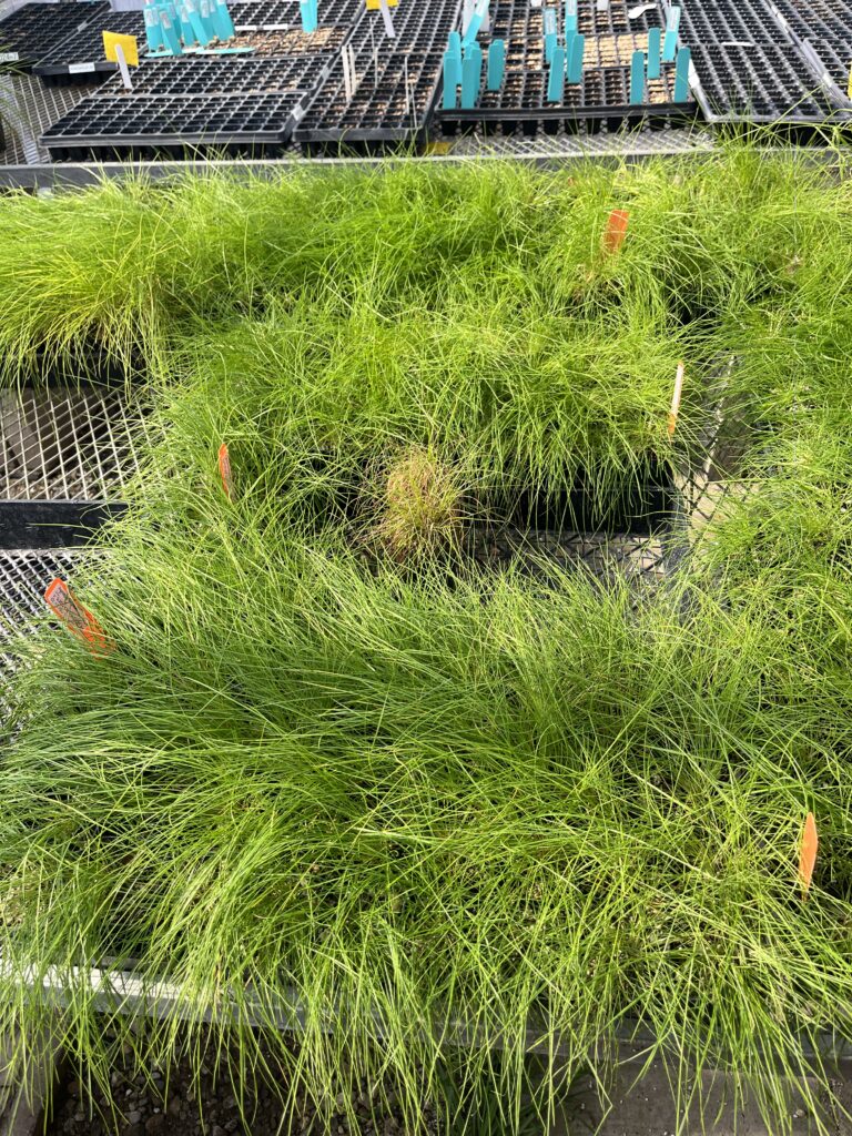 bright green Hoover's bentgrass (Agrostis hooveri) plants in trays at the nursery